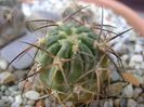 Acanthocalycium (Echinopsis) munitum