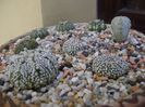 Grup de 8 Astrophytum