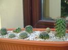 Grup de 8 Mammillaria