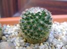 Mammillaria standleyi