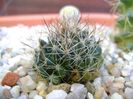 Mammillaria picta