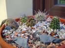 Grup de 5 cactusi