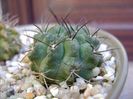 Eriosyce taltalensis ssp. paucicostata