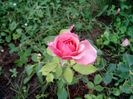 Prima floare