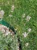 Lavanda roz- cam lipsite de culoare