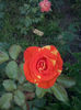 CAM02439