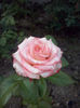 CAM02441
