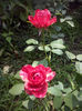 CAM02455