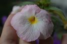 Vie en rose