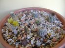 Grup de 6 Turbinicarpus