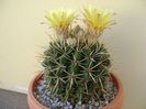 Notocactus mammulosus (Parodia mammulosa)