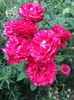 Red intuition