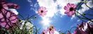 flower-sky-facebook-timeline-cover