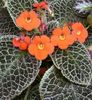 Episcia Tiger Stripe- flori