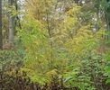 honey_locust_tree