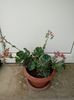 Echeveria Glauca