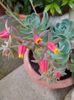 Echeveria Glauca