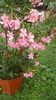IMG-20180613-WA0002