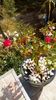 IMG-20171014-WA0008