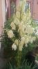 IMG-20170623-WA0002