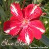 blue_blanc 8lei