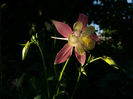 Picture 160