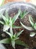 Haworthia