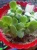 Echeveria Sunyan