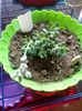 Echeveria cv Rezry