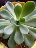 Echeveria Elegans - Mexican Snowball