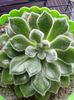 Echeveria setosa