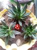 Echeveria Black Knight