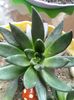 Echeveria Black Knight