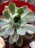 Echeveria Pulidonis Derenbergii