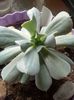 Echeveria Runyonii Topsy Turvy