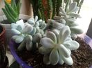 Pachyphytum Oviferum-Planta Drajeu