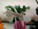 Schlumbergera