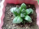 Haworthia Retusa