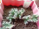 Trichodiadema Densum Schwantes