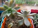 Graptopetalum Paraguayense