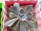 Echeveria Shaviana Pink Frills