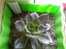 Echeveria Atropurpurea Black Prince