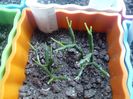 Rhipsalis Baccifera