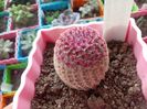 Echinocereus Rigidissimus var Rubrispinus