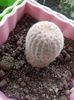 Echinocereus Rigidissimus var Rubrispinus