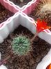 Rebutia Kupperiana