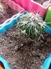 Echinofossulocactus Phyllanthoides