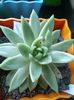 Echeveria Agavoides