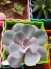 Echeveria Perle Von Nurnberg