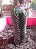 Crassula Buddha's Temple